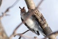 Lesser Spotted Woodpecker Dendrocopos minor Royalty Free Stock Photo